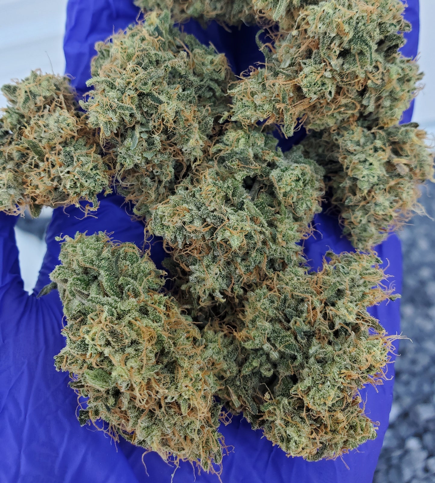 White Dracula Hybrid Δ8THC