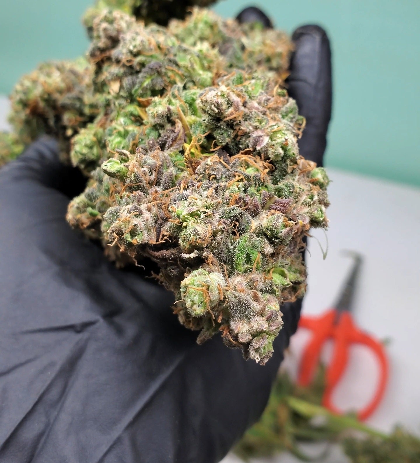 Purple Punch Indica Δ8THC