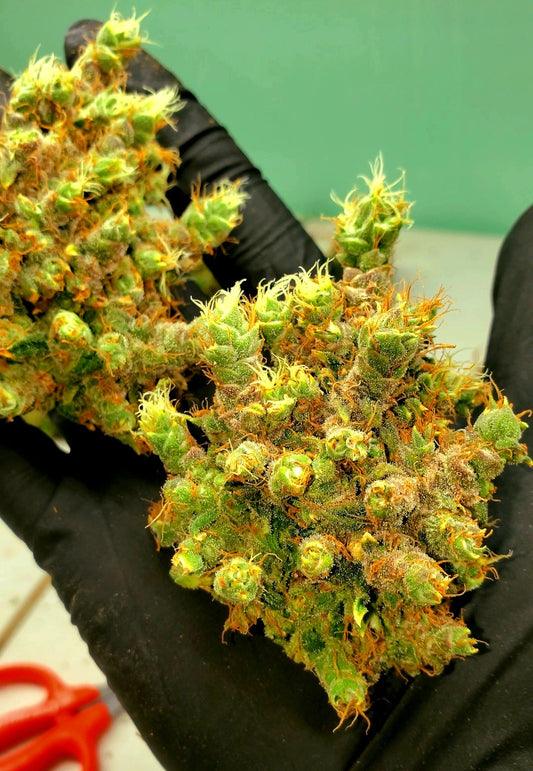 Gorilla Glue Sativa Δ8THC